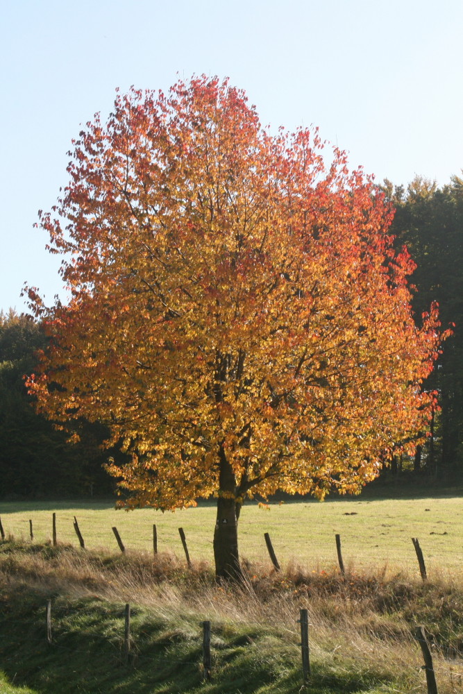 Baum im Herbst