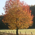 Baum im Herbst