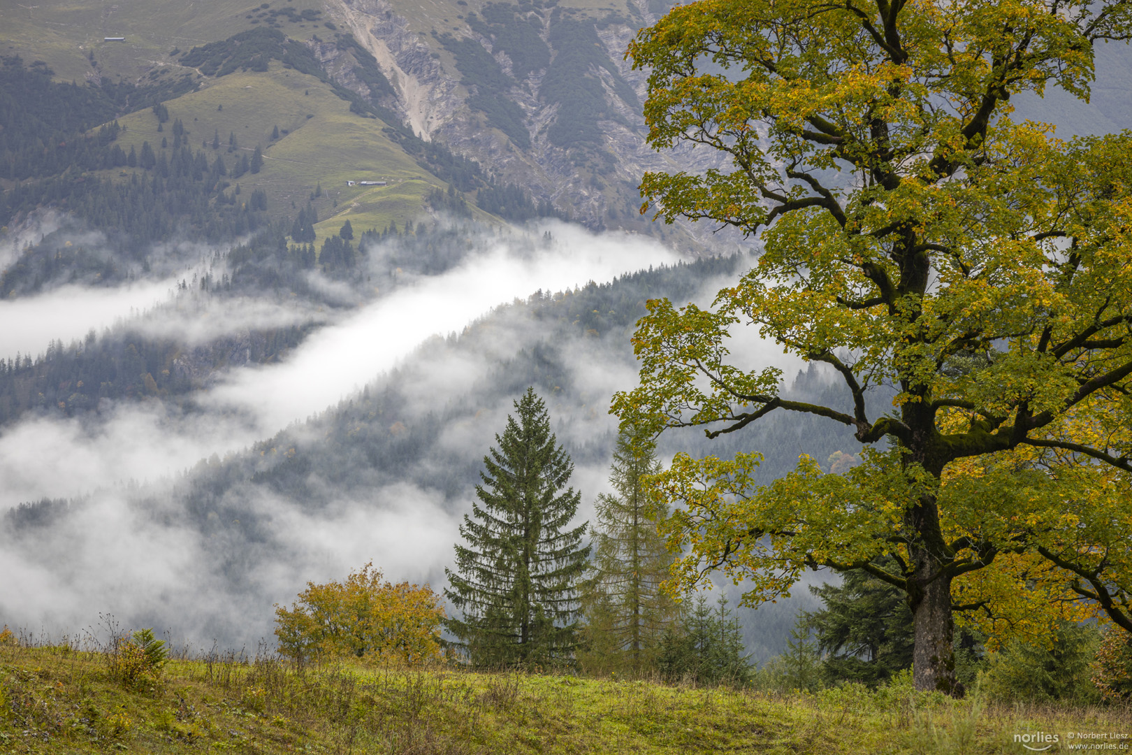 Baum im Herbst