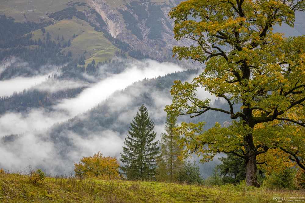 Baum im Herbst