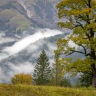 Baum im Herbst