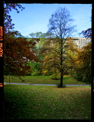 Baum im Herbst