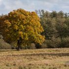 Baum im Herbst