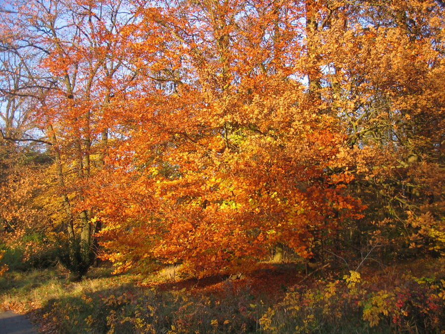 Baum im Herbst