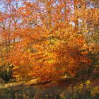 Baum im Herbst