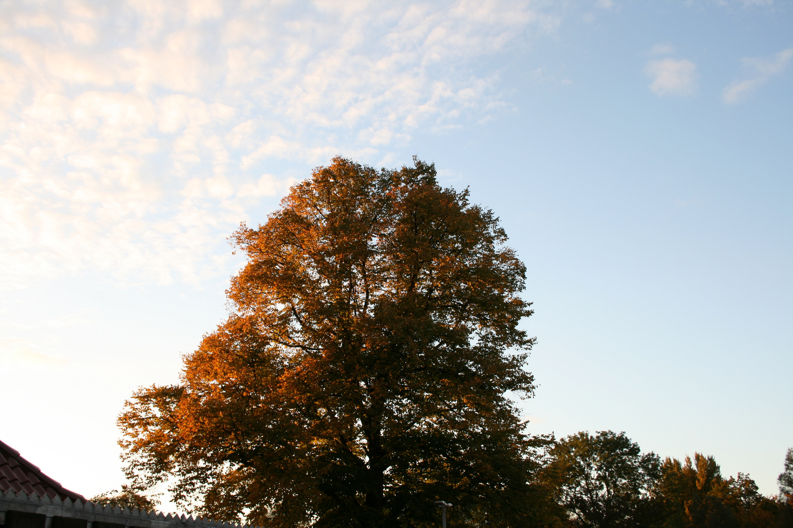 Baum im Herbst