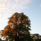 Baum im Herbst