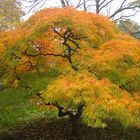 Baum im Herbst