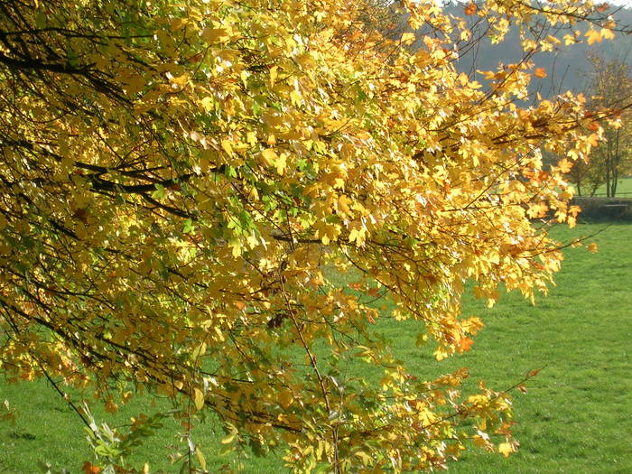 Baum im Herbst