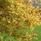 Baum im Herbst