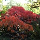 Baum im Herbst