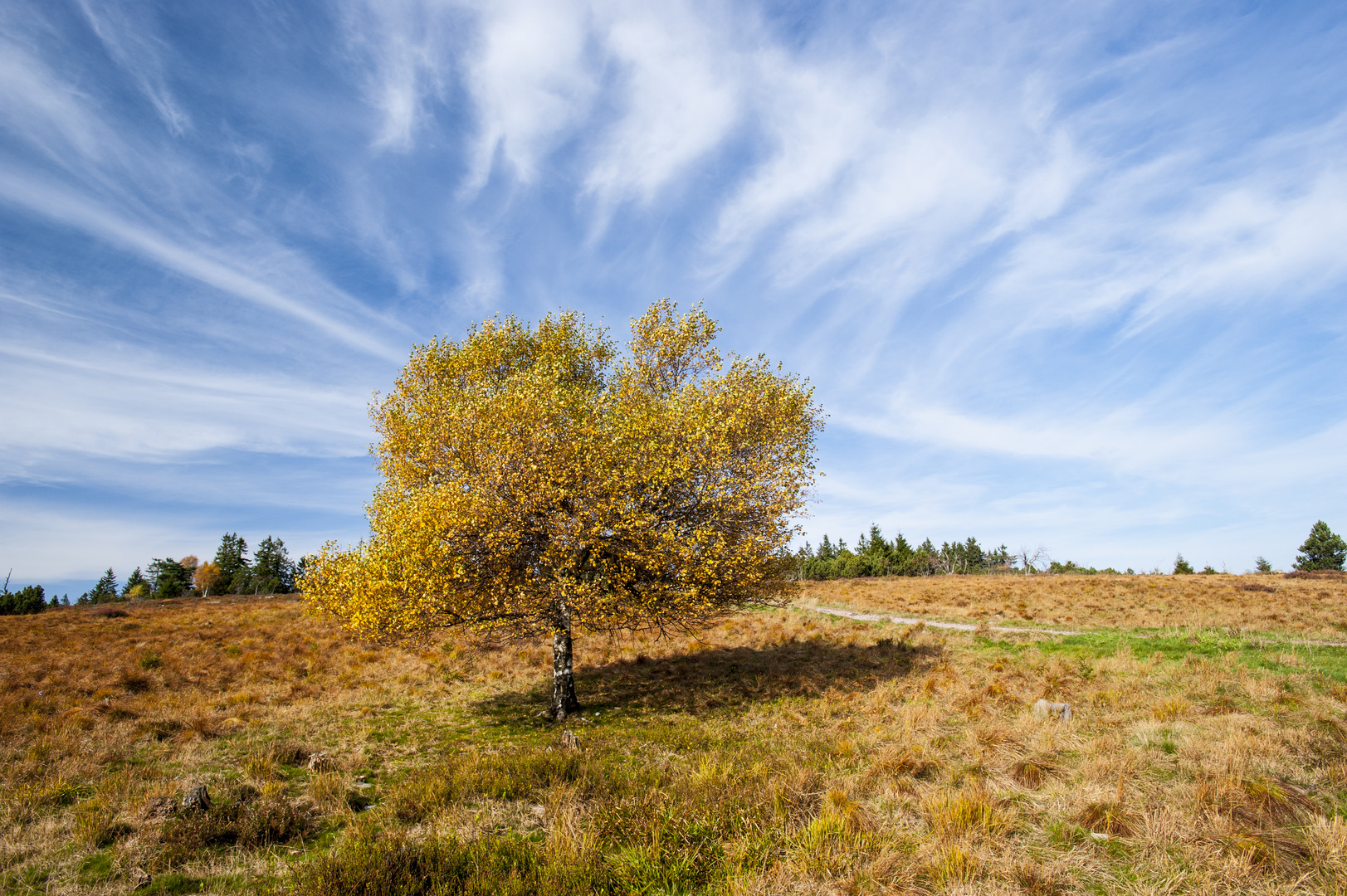 Baum im Herbst