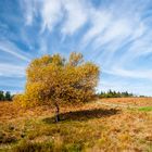 Baum im Herbst