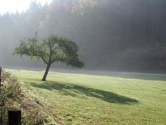 Baum im Herbst