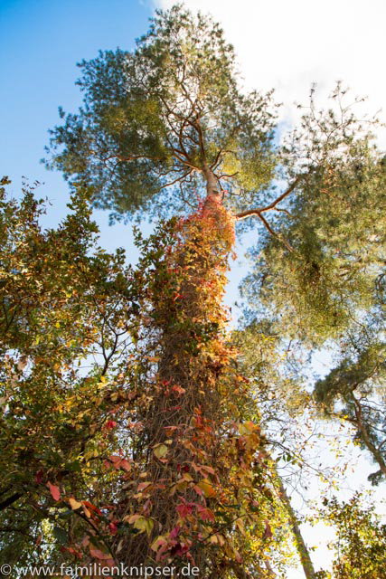 Baum im Herbst