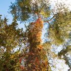 Baum im Herbst