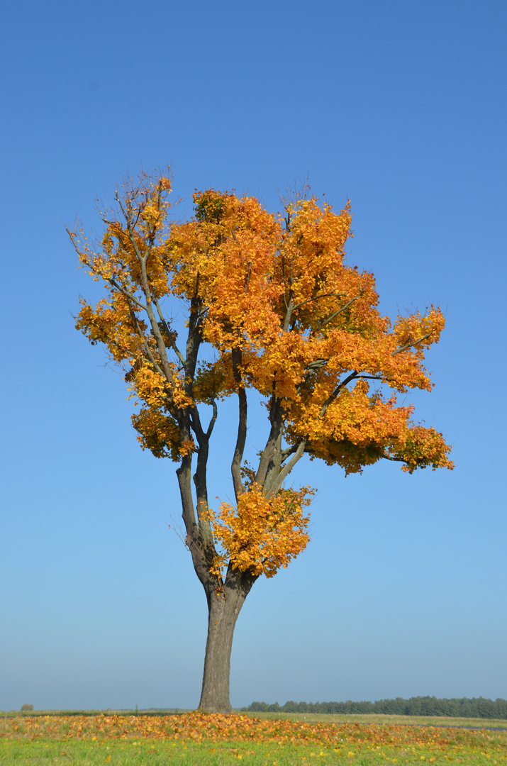 Baum im Herbst