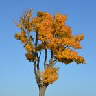 Baum im Herbst