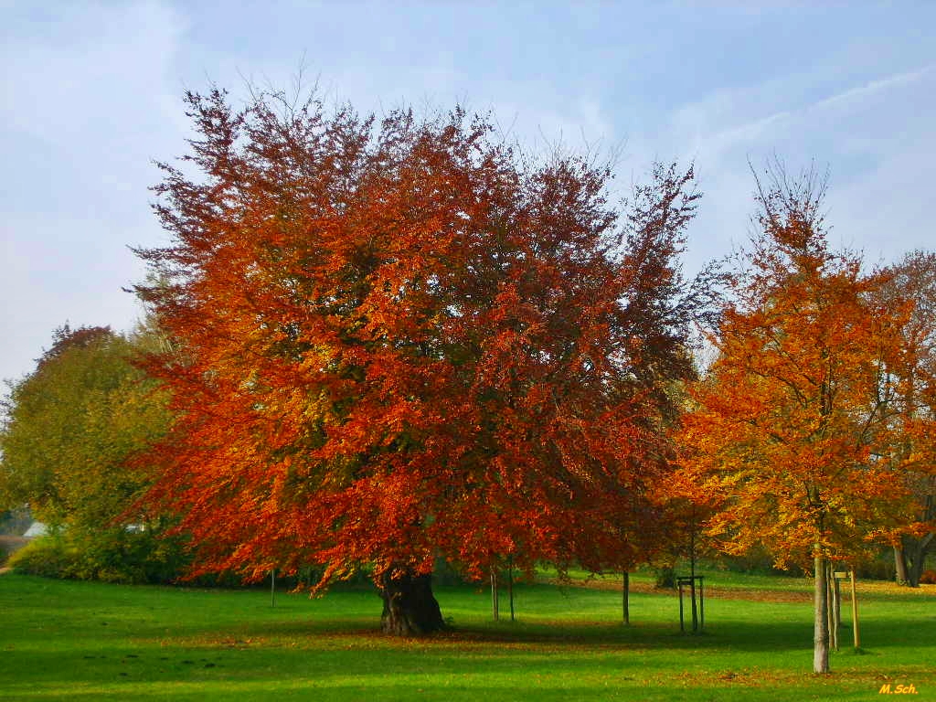 Baum im Herbst