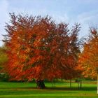 Baum im Herbst