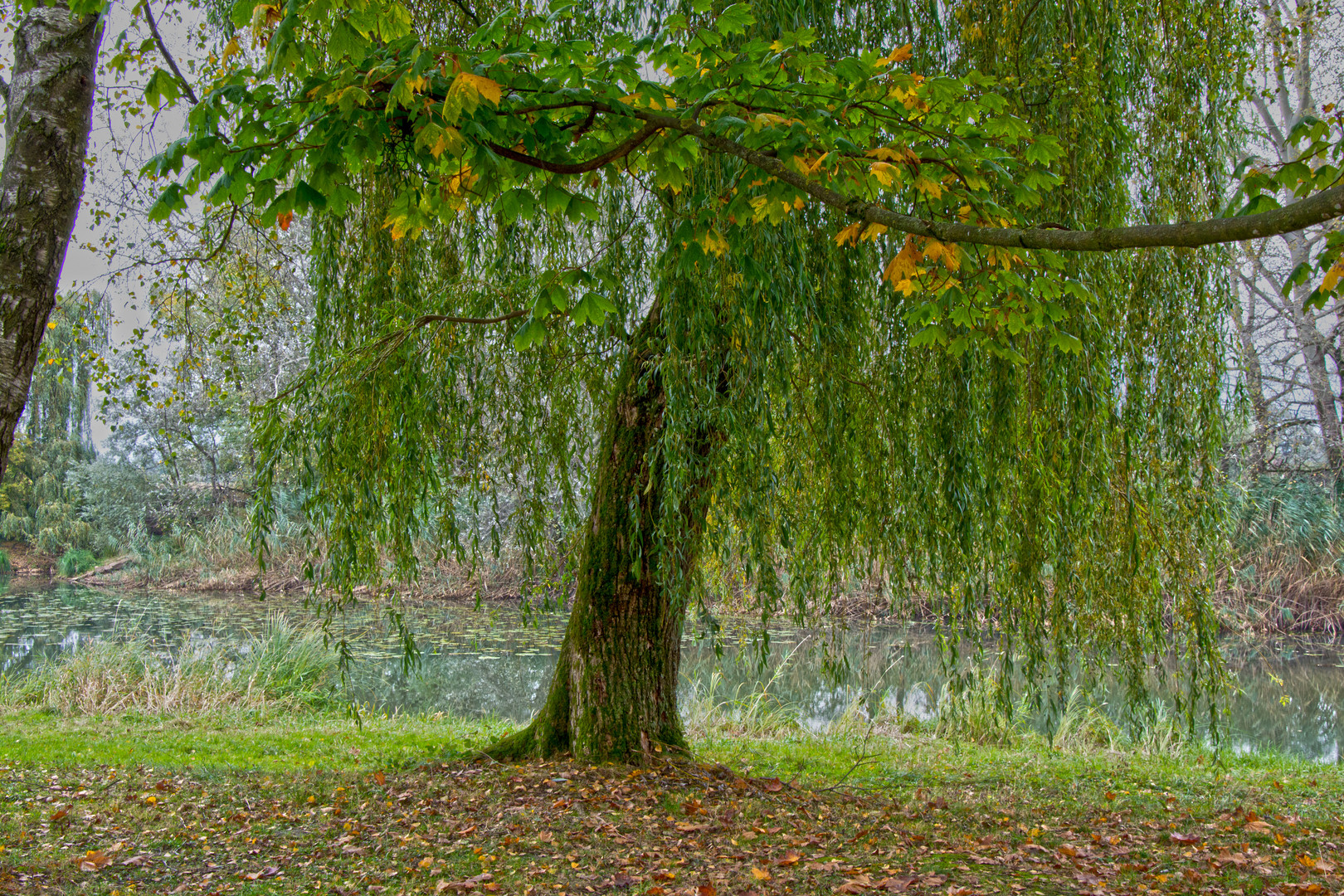 Baum im Herbst