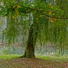 Baum im Herbst