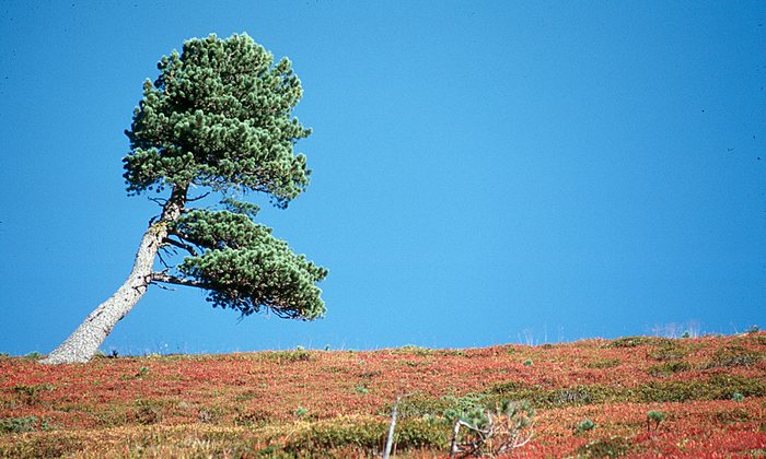 Baum im Herbst