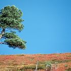 Baum im Herbst