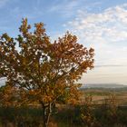 Baum im herbst