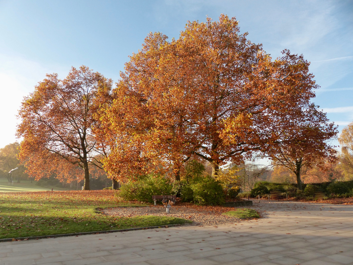 BAUM IM HERBST