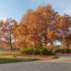 BAUM IM HERBST