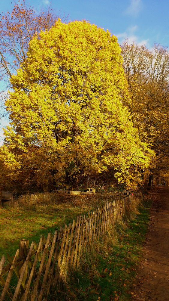 Baum im Herbst