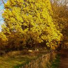 Baum im Herbst