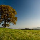 Baum im Herbst