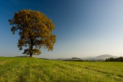 Baum im Herbst