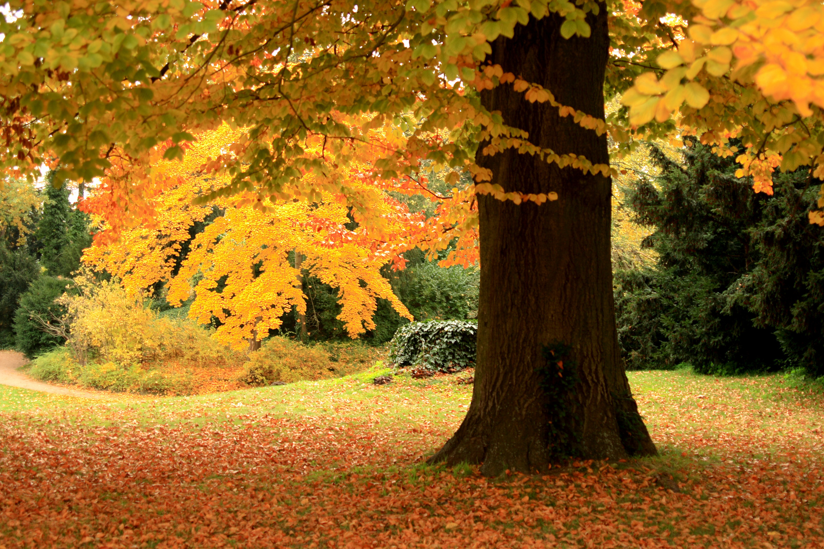 Baum im Herbst