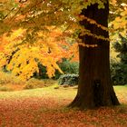 Baum im Herbst