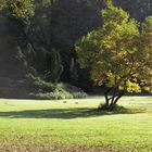 Baum im Herbst