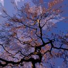 Baum im Herbst (Birke)