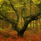 Baum im Herbst