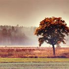 Baum im Herbst