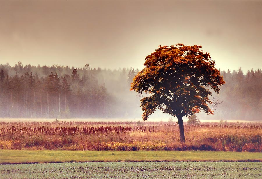 Baum im Herbst