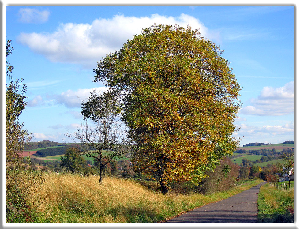 Baum im Herbst