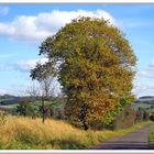 Baum im Herbst