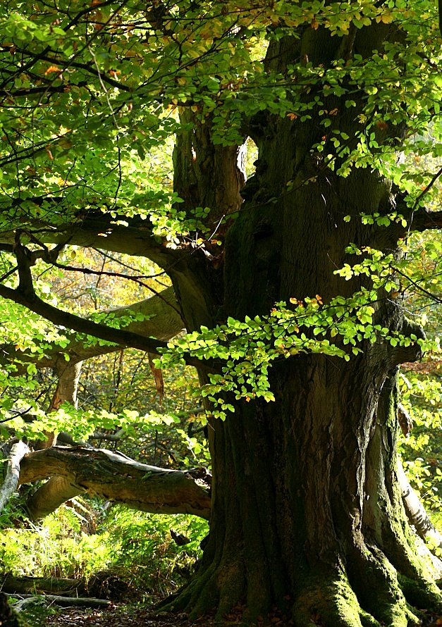 Baum im Herbst