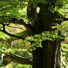 Baum im Herbst