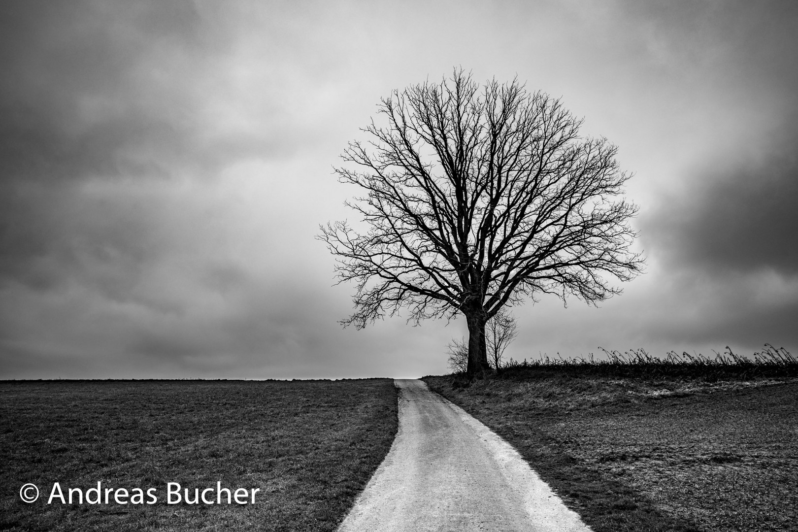 Baum im Herbst