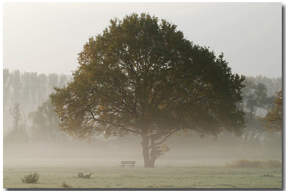 Baum im Herbst