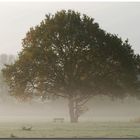 Baum im Herbst