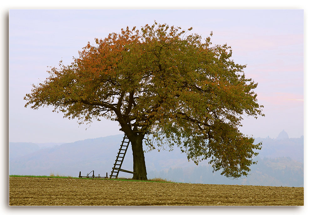 Baum im Herbst